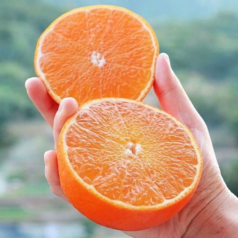 爱媛果冻橙新鲜水果四川柑橘皮薄无核果园直发