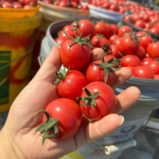 四川攀枝花新鲜圣女果小番茄水果西红柿当季现摘贝贝小西红柿番茄