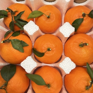 正宗甘平柑橘皇后明日见四川现摘现发新鲜柑橘水果当季粑粑柑橘子