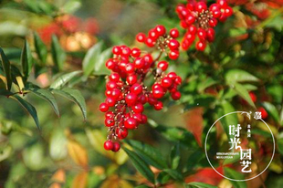 哈勃羞答答红矮人火焰【南天竹】盆栽绿植四季常绿灌木可水培耐寒