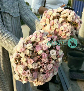 时光园艺 群舞 樱花粉色梦幻藤本 月季花苗爬藤爬墙玫瑰花卉