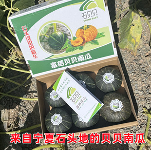 【富硒贝贝南瓜】宁夏石头地的贝贝南瓜风味更足粉糯香甜产地直发