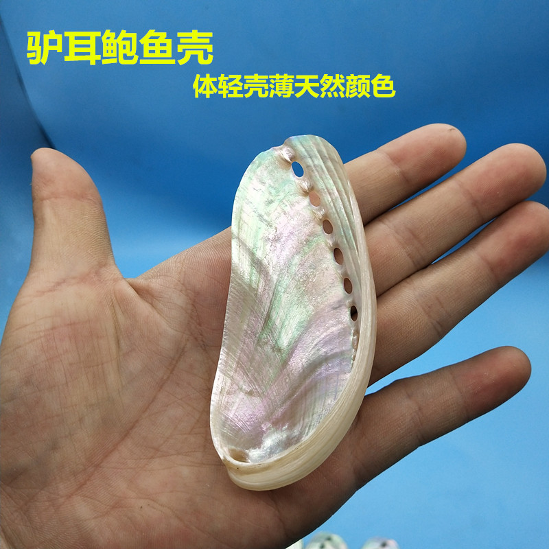 天然海螺鲍鱼壳抛光新西兰大贝壳驴耳鲍拍照道具鱼缸造景装饰