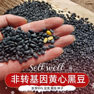 非转基因发芽黑豆1500g农家杂粮原味黑豆豆浆肾形有机黄心黑小豆