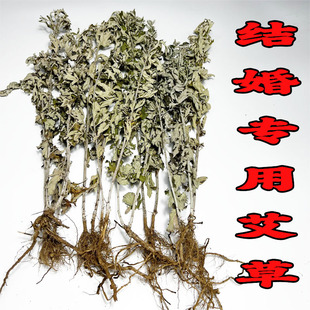 双棵艾草一个根上的两棵艾草 连根艾草结婚用 成对的 拍一份发4对
