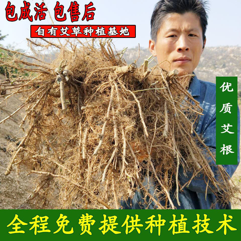 阳台庭院艾根艾草种植艾叶艾草种子种苗食用药用驱蚊洗澡泡脚