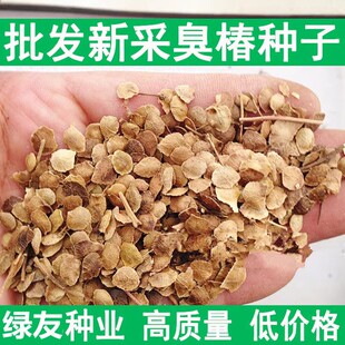 新采臭椿树林木种子红油香椿种子臭椿种子乔木护坡灌木造林树苗籽