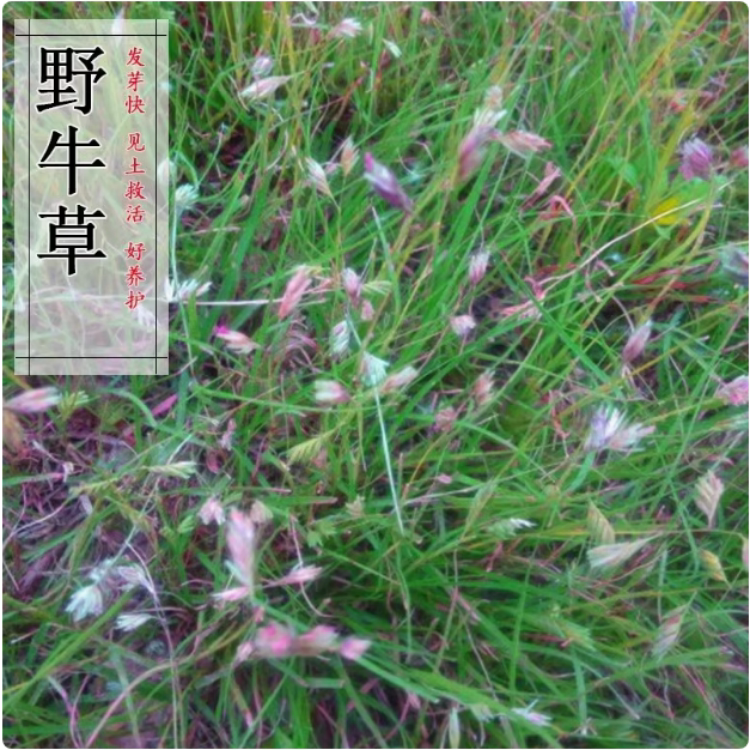 野牛草种子护坡固土草坪草种籽