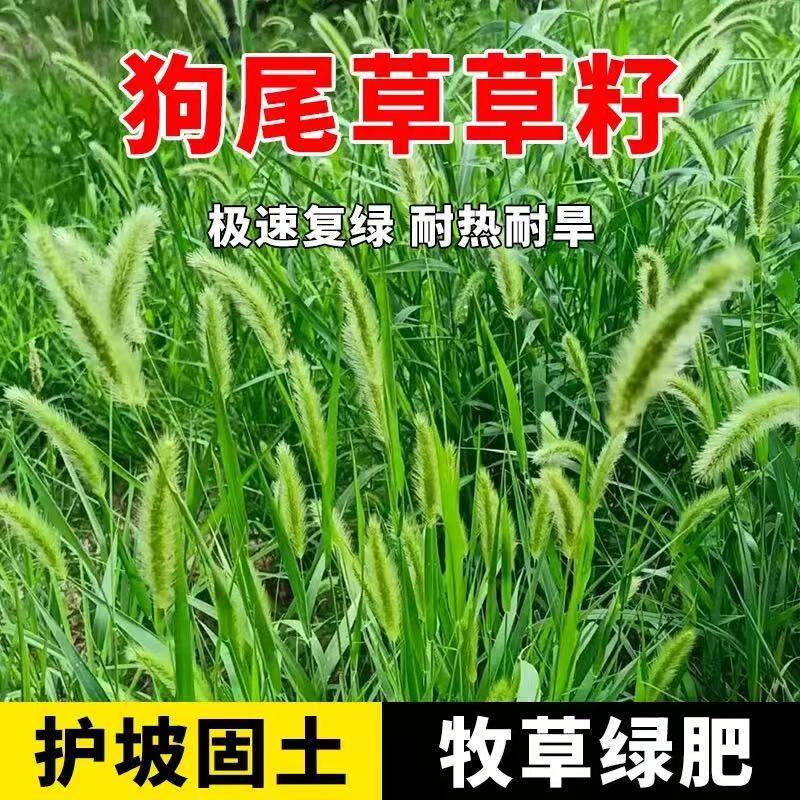 狗尾草种子新采狗尾草籽子观赏狼尾草青葙子芒草杂草旱地牧草护坡