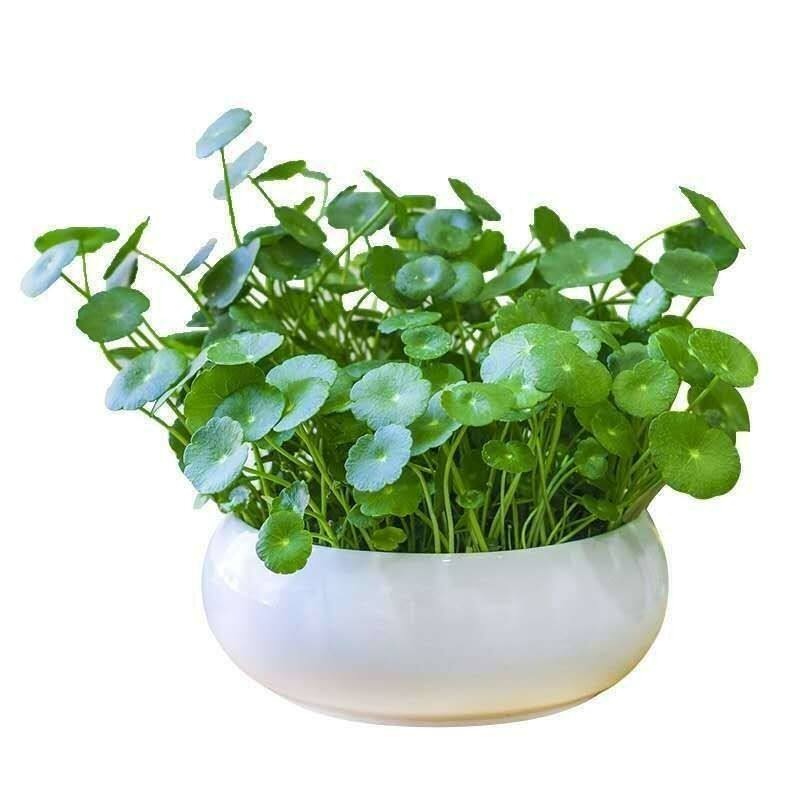 铜钱草水培盆栽植物办公室内桌面小绿植花卉水养金钱草籽桌面盆栽