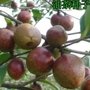 油茶种子山茶籽大果红花白花油茶籽自榨茶树籽油茶子带壳软枝盆栽