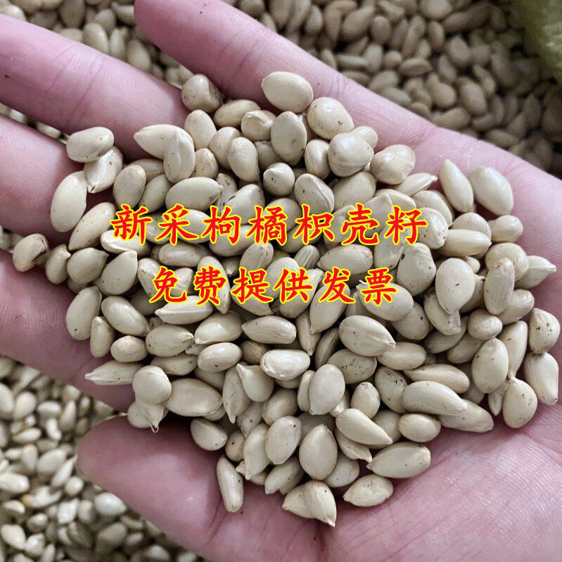 嫁接砧木香橙红橘桔围墙篱笆籽