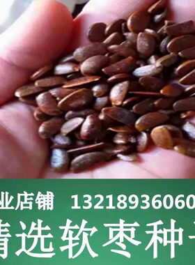 砧木种子多年生嫁接柿子国产砧木