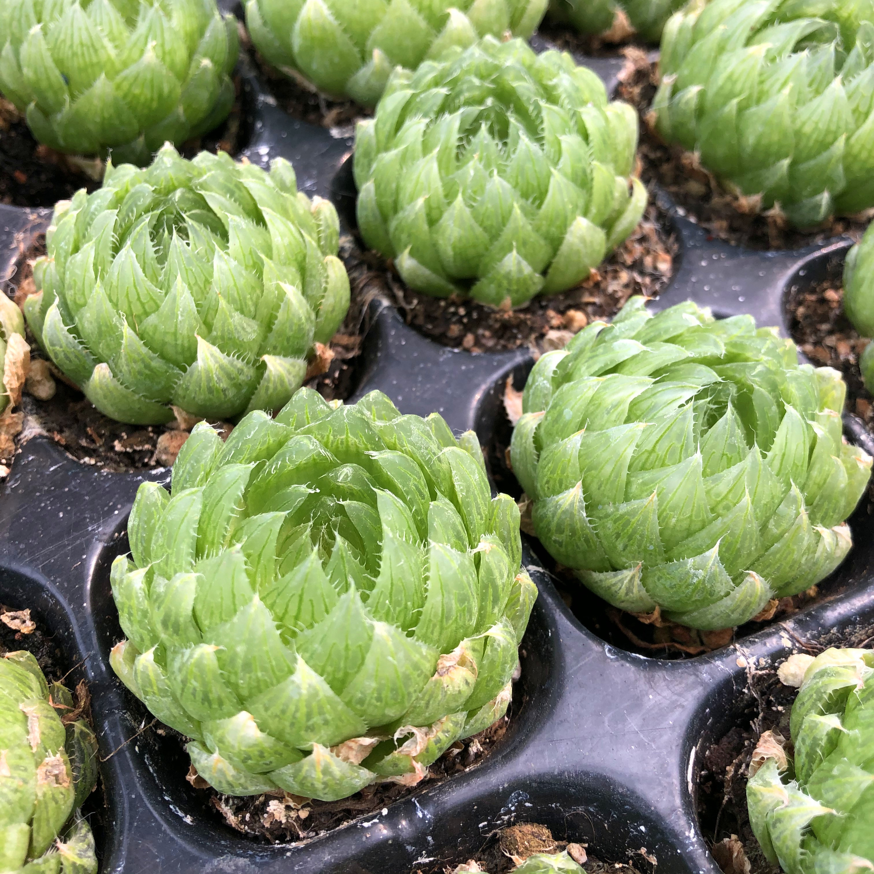 樱水晶玉露多肉植物雨露十二卷办公桌萌肉肉组合盆栽室内花卉