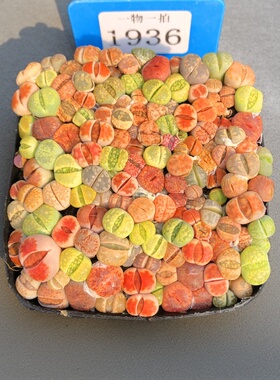 生石花混合多肉植物整盆套餐彩混紫色阳台新手好养迷你小盆栽花卉