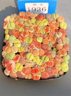 多肉植物彩色混合新手套餐生石花