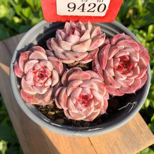 天鹅绒植物带盆发一物一拍