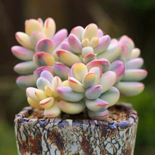 乒乓福娘锦一物一拍覆轮西瓜全锦群生多头粉色高老桩多肉植物实拍