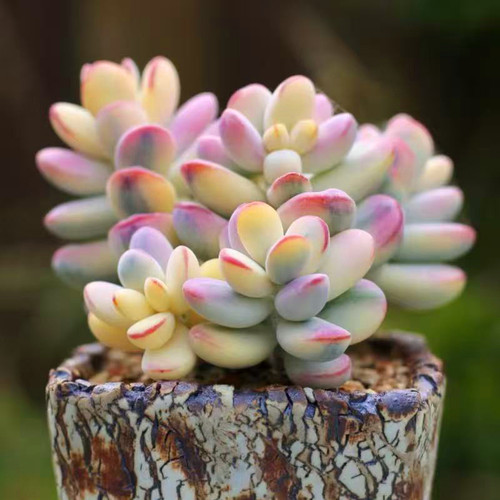 乒乓福娘锦一物一拍覆轮西瓜全锦