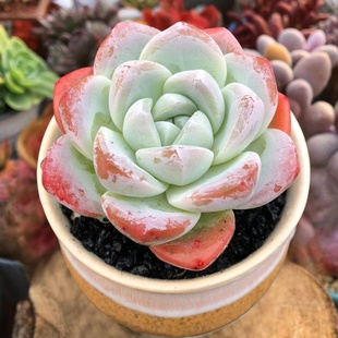 冰玉多肉植物缀化奶油果冻透亮群生多头办公室带盆 一物一拍