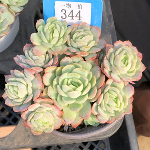 胭脂奶油贝瑞一物一拍日系月影双子柠檬多肉植物群生多头老桩群生