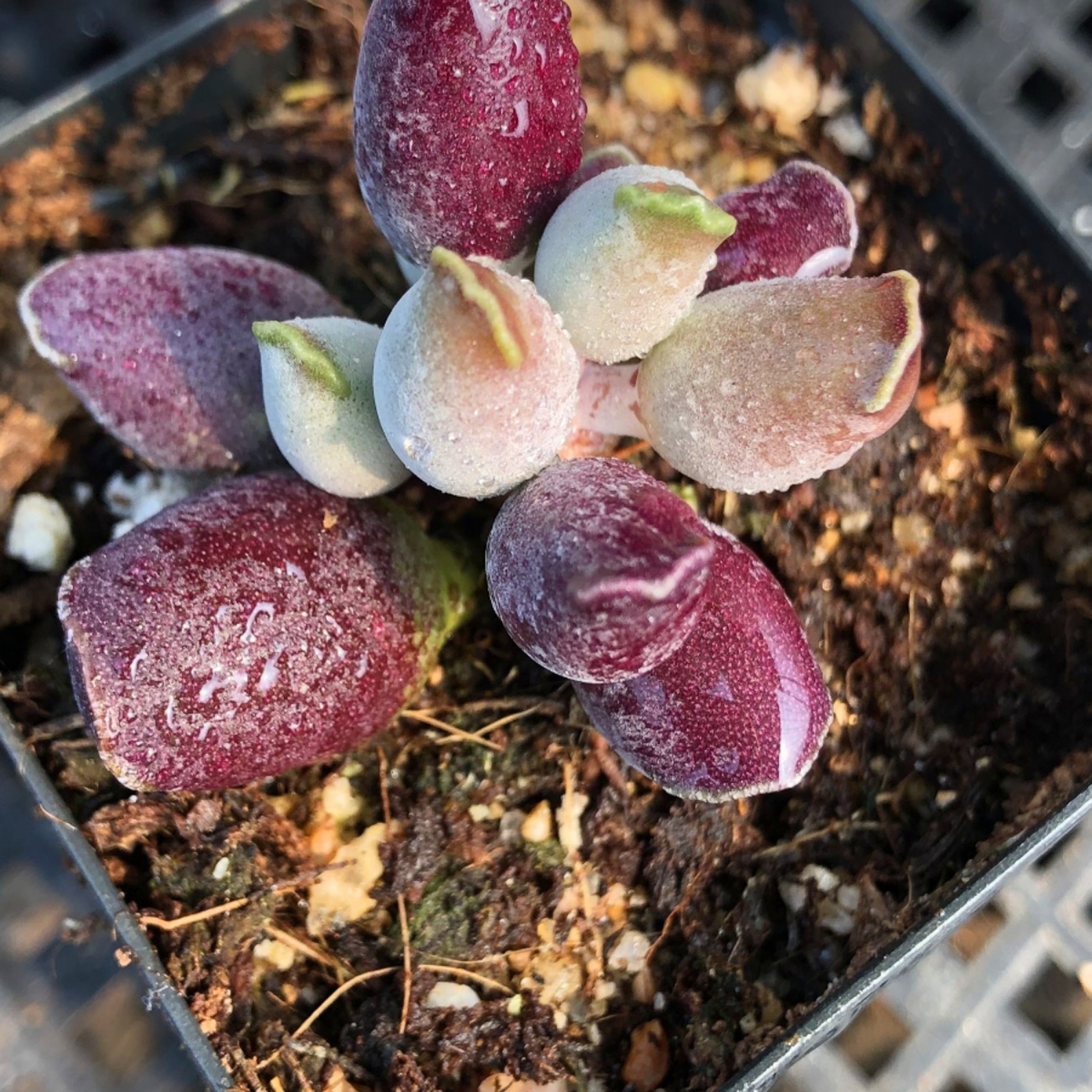 全紫海豹 一物一拍欧紫丸叶姬海豹紫姬海豹水泡叶片多肉植物