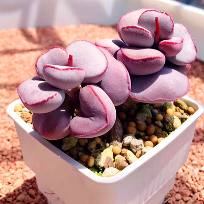 稀有爱心红蛋水泡多肉一物一拍