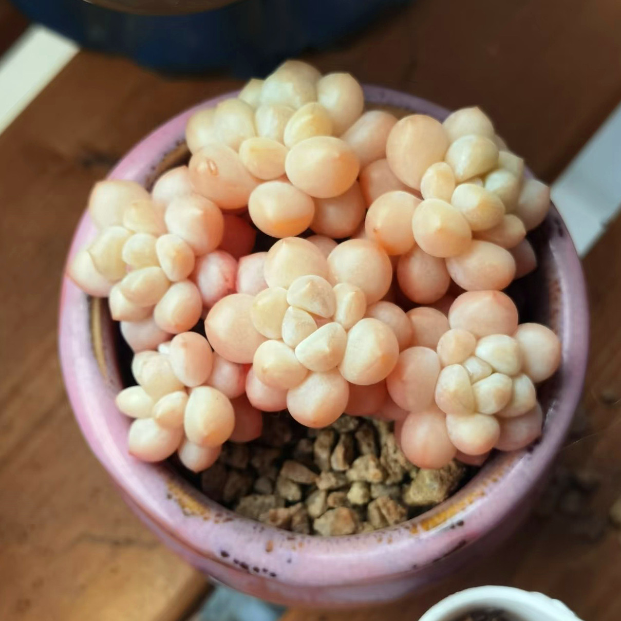 泡泡糖多肉植物一物一拍自然群生无砍老桩超萌可爱透带盆栽好发货