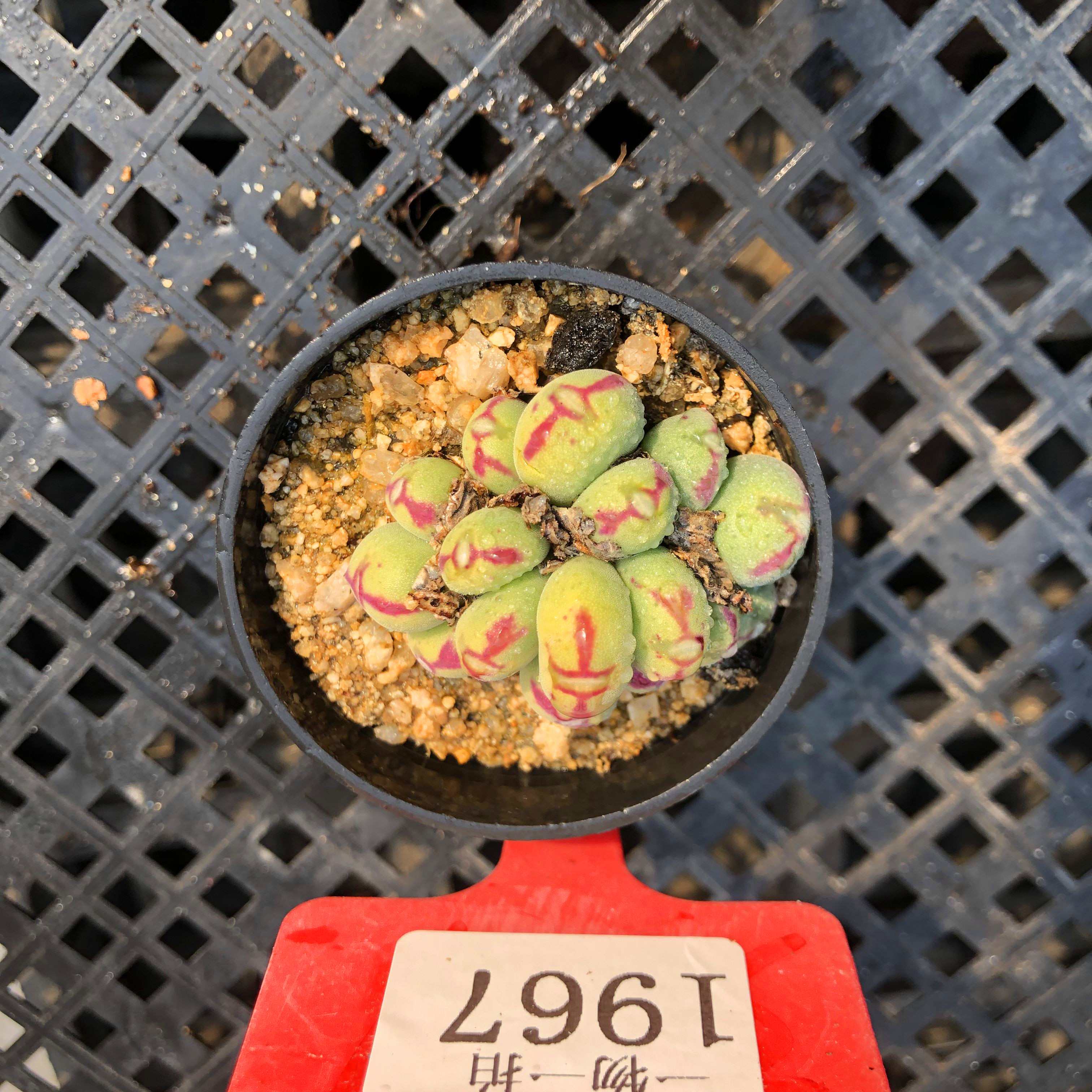 口迪多肉植物口笛肉锥红边番杏科生石花一物一拍多头群生爆仔