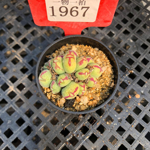 口迪多肉植物口笛肉锥红边番杏科生石花一物一拍多头群生爆仔