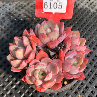 赫拉一物一拍多肉植物单多头群生老桩紫红色萌肉晚霞杂交38包邮