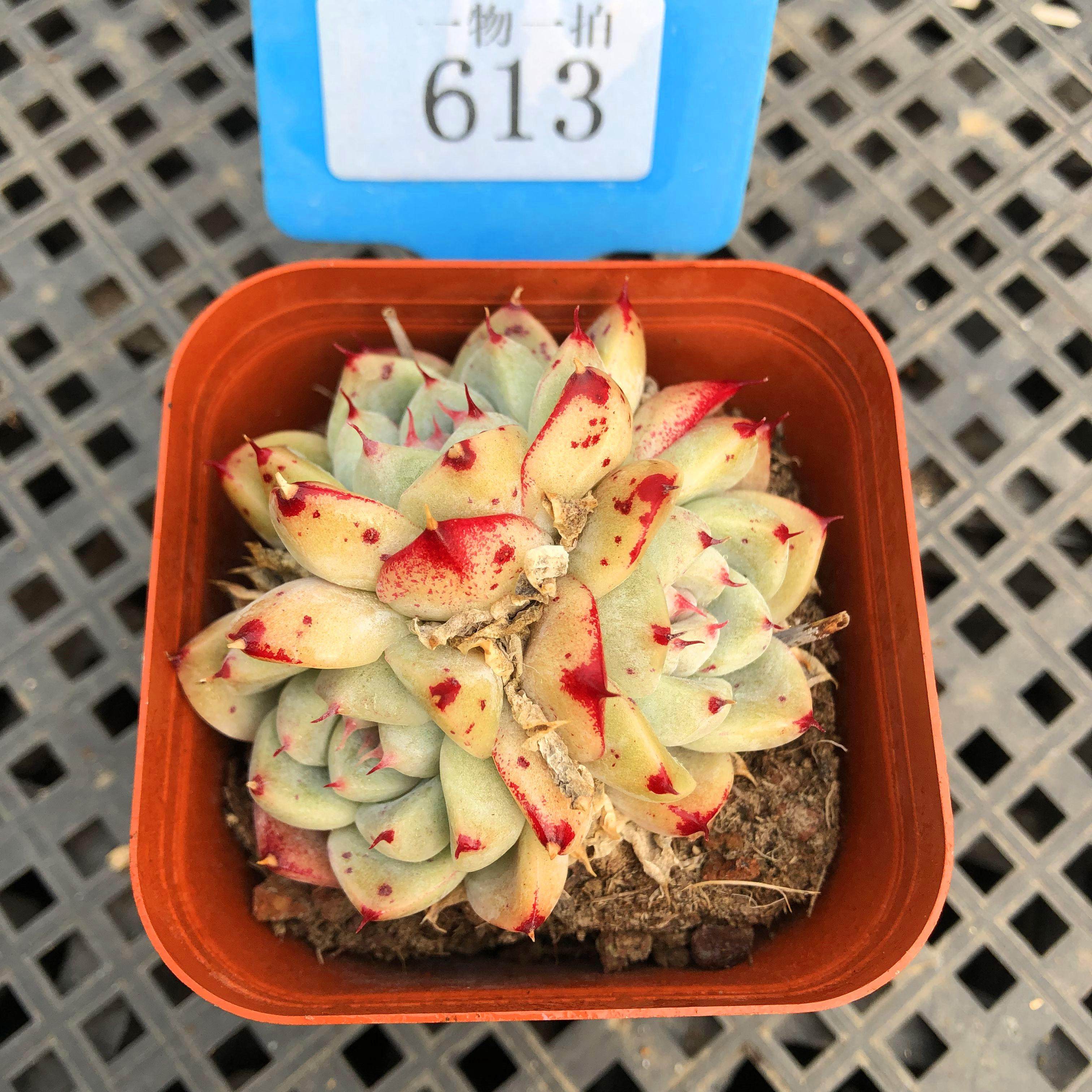 如梦令一物一拍阿尔巴佳人精致状态超萌多肉植物组合盆栽大棚直发