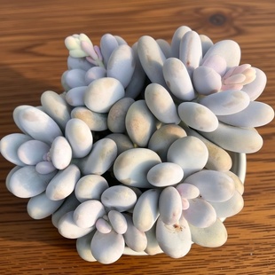 正版 蛋黄奶酪一物一拍多肉植物文斯通鸡蛋美人单多头群老桩圆大棵