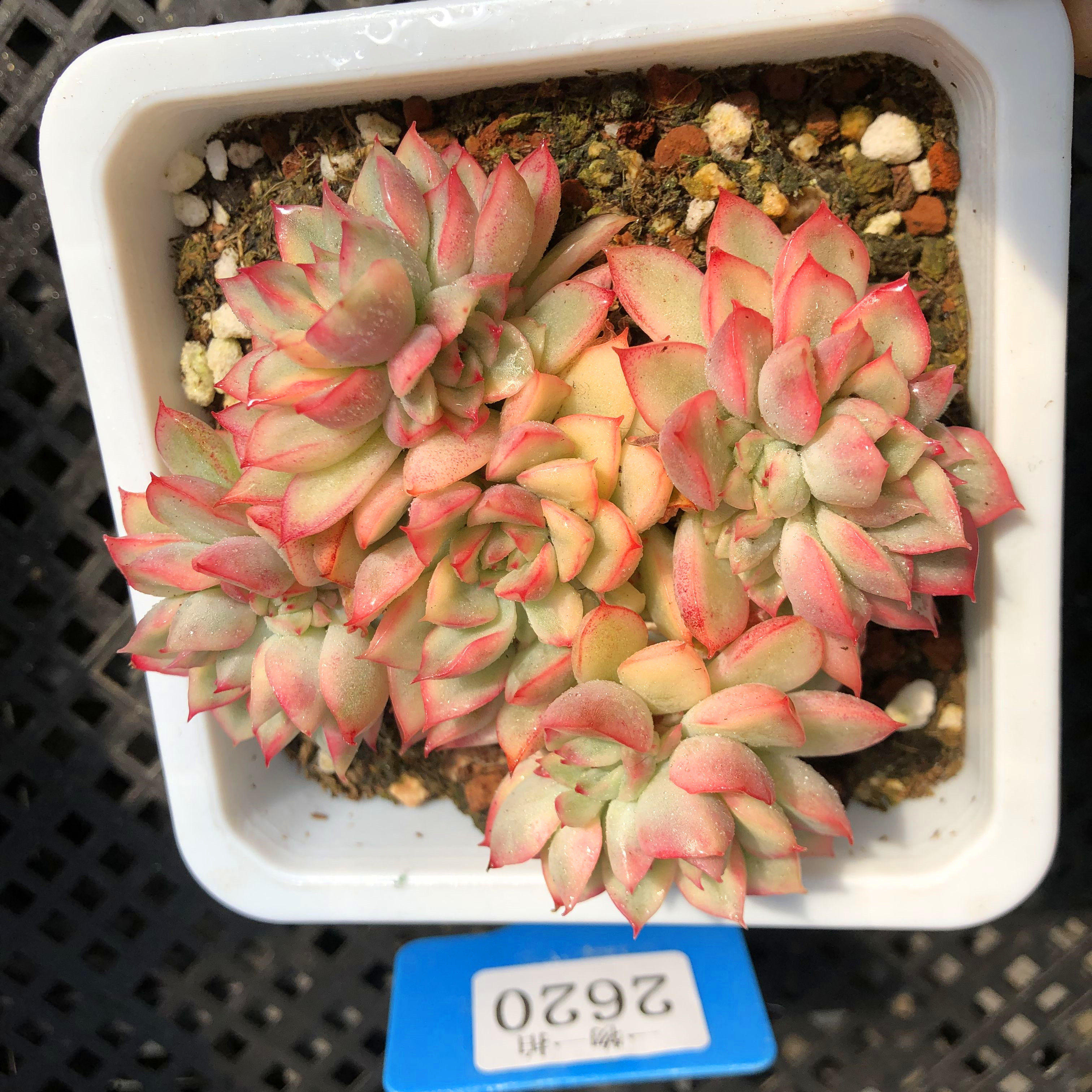 女雏覆轮锦多肉植物一物一拍群生多头自然彩色状态大颗阳台盆栽