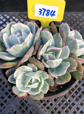 伯克利锦一物一拍多肉植物整群生单多头花卉盆栽红冰边肉肉老桩