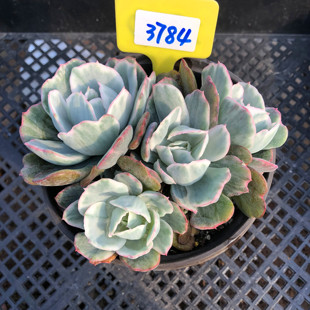 伯克利锦一物一拍多肉植物整群生单多头花卉盆栽红冰边肉肉老桩