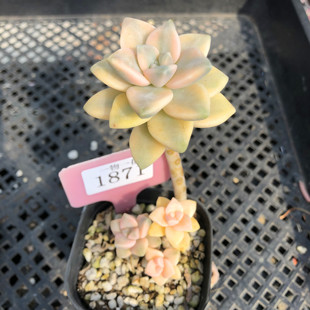 美杏锦多肉植物出锦单群生多头品种稀有肉肉大棚基地直发38包邮