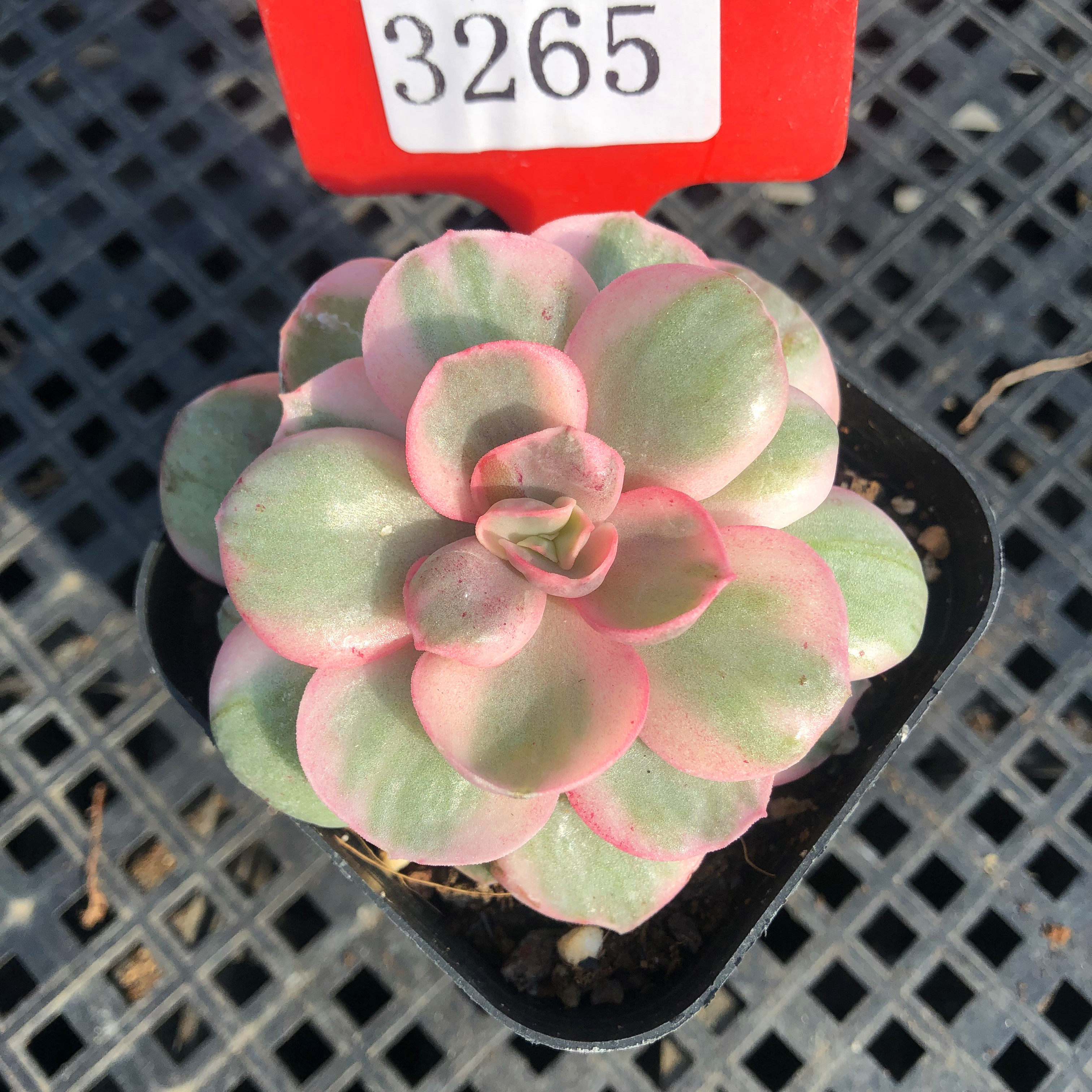 秀妍覆轮锦多肉植物阳台群生单多头老桩盆栽绿植花卉一物一拍,鲜花速递/花卉仿真/绿植园艺,多肉植物,淘宝优惠券,粉丝福利购,淘宝优惠卷