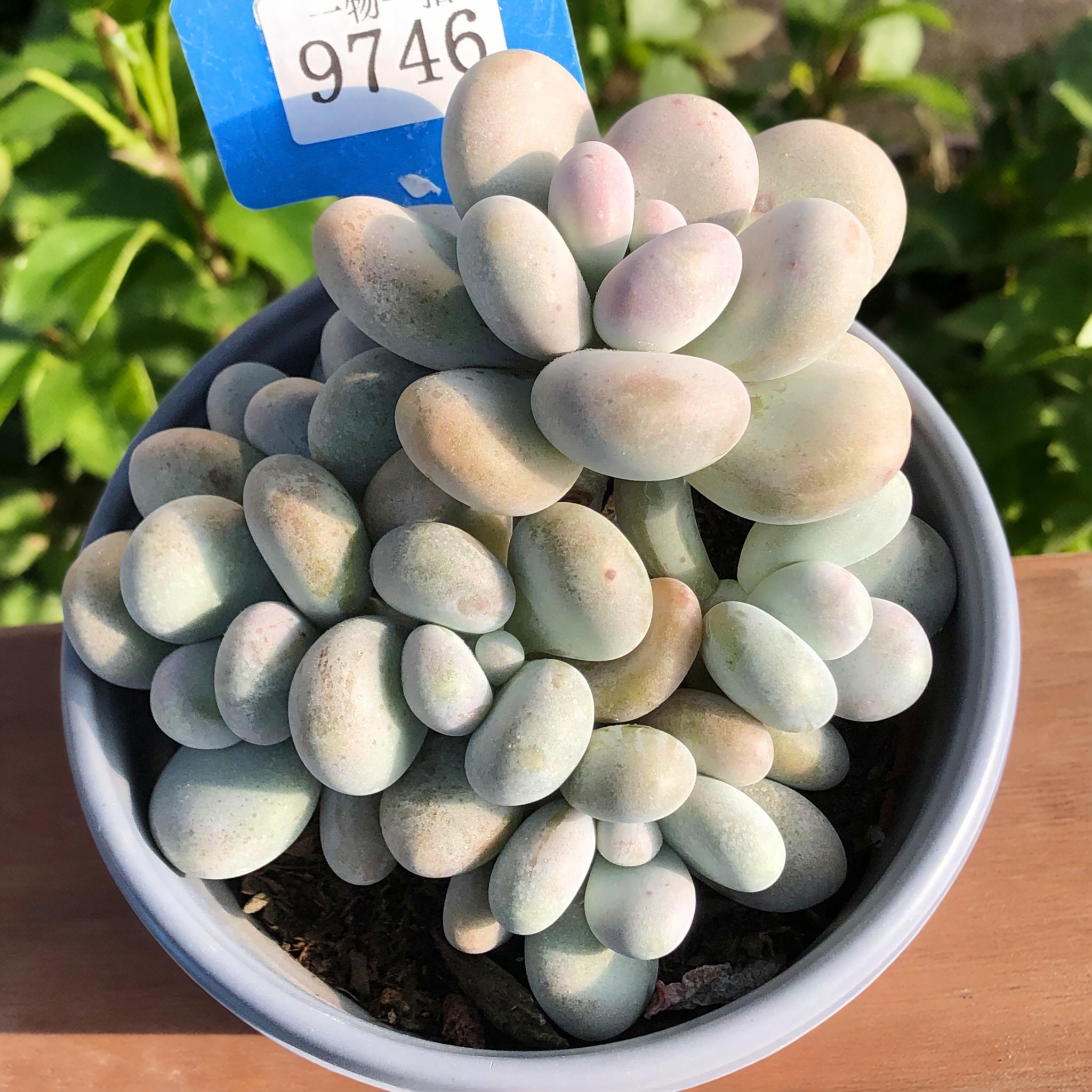 群生奶酪一物一拍多肉植物小老桩