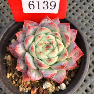 孤星多肉植物一物一拍群生多头实物拍摄透亮月影系暗纹粉38包邮