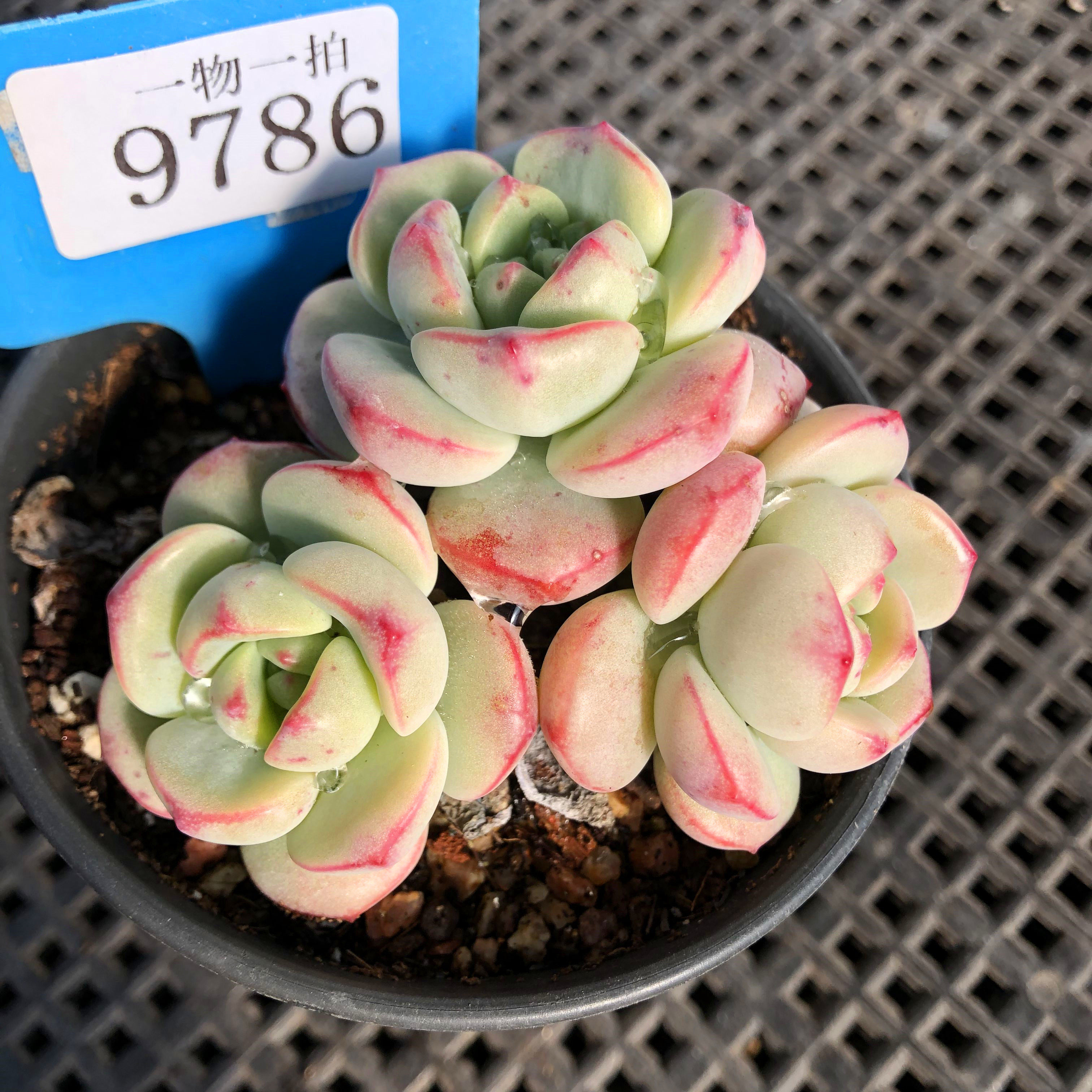 香草比斯一物一拍群生丸叶单多头群生老桩锦化多肉植物大棚,鲜花速递/花卉仿真/绿植园艺,多肉植物,淘宝优惠券,粉丝福利购,淘宝优惠卷