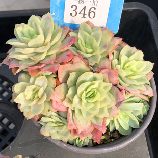 胭脂奶油贝瑞一物一拍日系月影双子柠檬多肉植物群生多头老桩群生