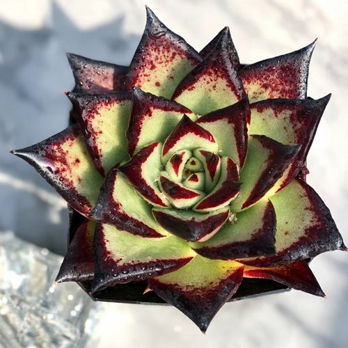 乌木厚叶植物红檀罗宾骑士