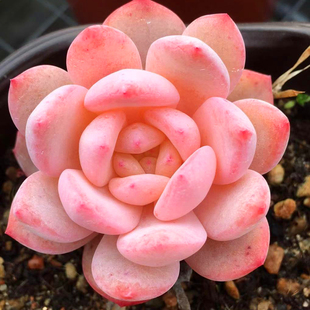 韩橙果冻橙子正版 梦露群生多头单桩多肉植物盆栽花卉绿植一物一拍