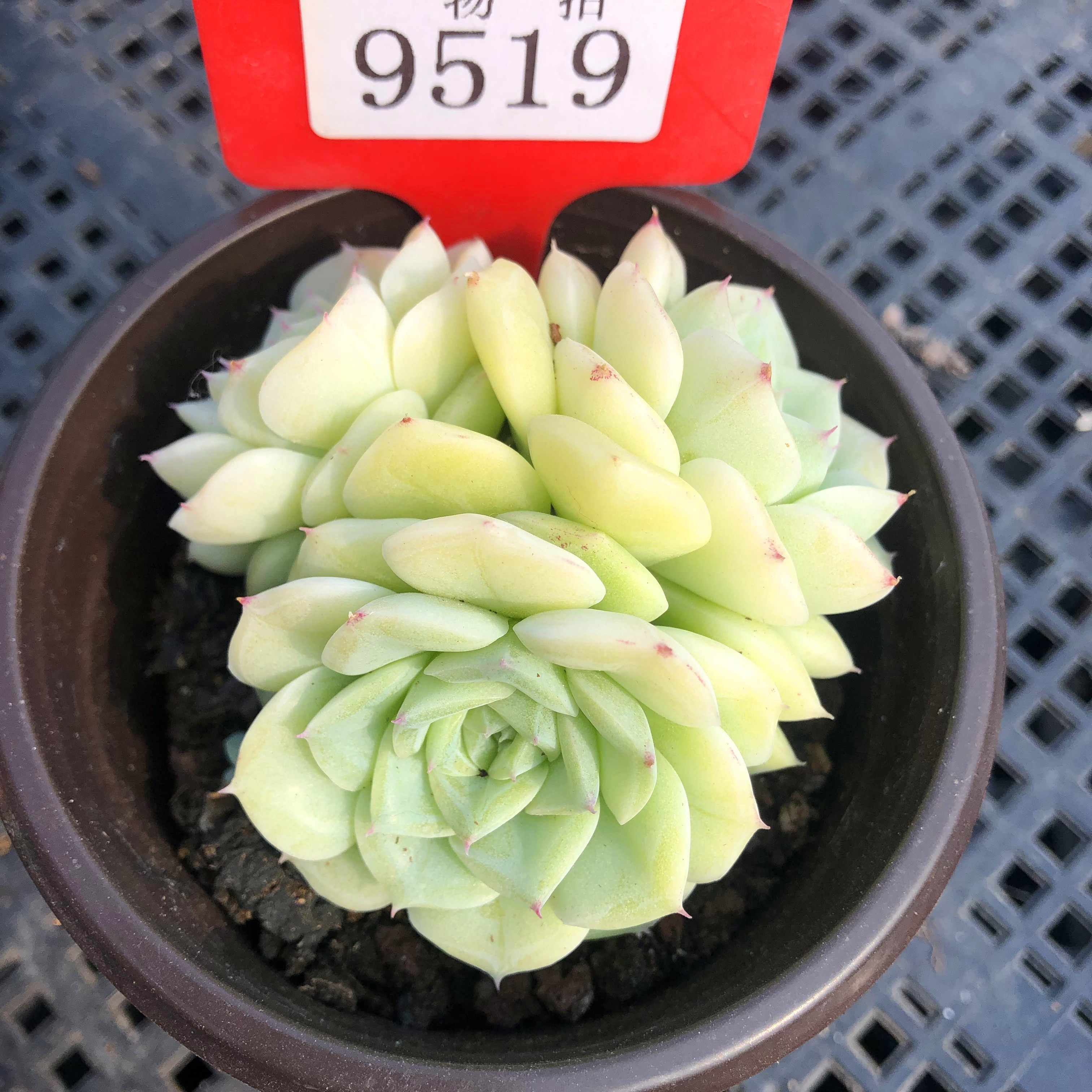 白天鹅多肉植物一物一拍优选透亮麦秆爆头油腻 带盆栽好28包邮