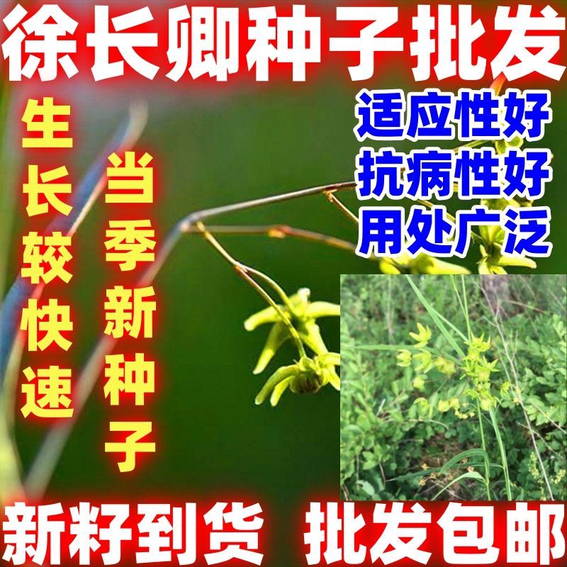 徐长卿中草药植物竹叶细辛野生种子种苗庭院盆栽花卉易活当季新籽