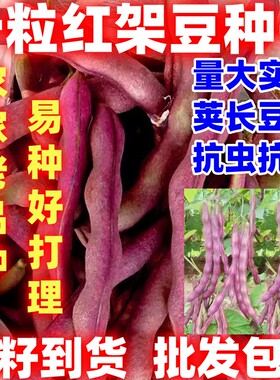 十粒红架豆简单易种豆角种子紫红芸豆角菜豆秋紫豆四季蔬菜种子
