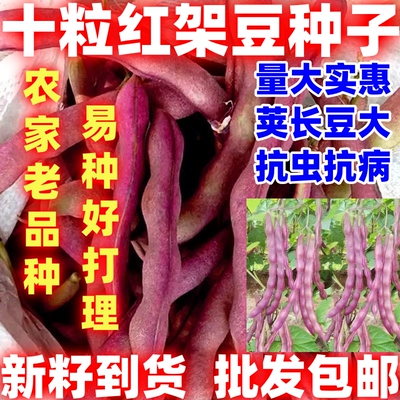 十粒红架豆简单易种豆角种子紫红芸豆角菜豆秋紫豆四季蔬菜种子