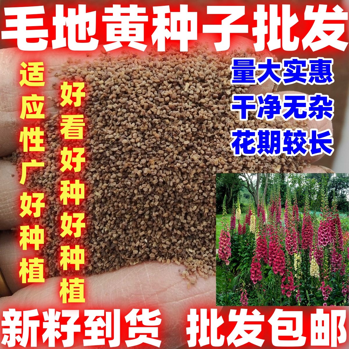 毛地黄种子指顶花吊钟花种籽可切花庭院花籽室内外阳台盆简单易种