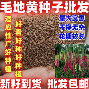 毛地黄种子指顶花吊钟花种籽可切花庭院花籽室内外阳台盆简单易种